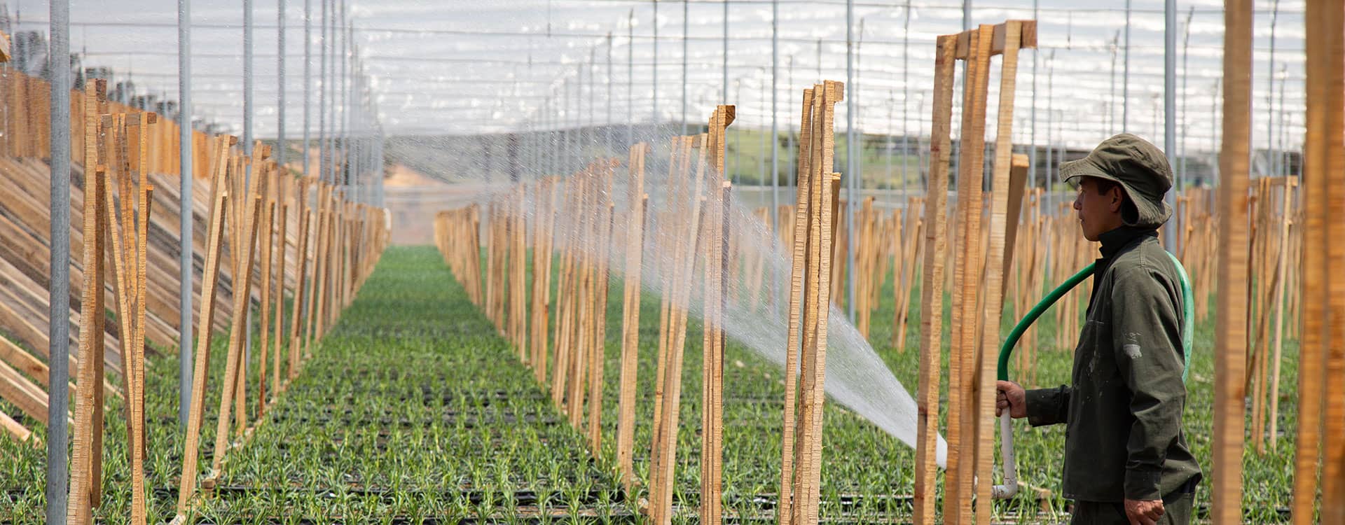 Recuperación del agua de drenaje en cultivos de rosa y clavel